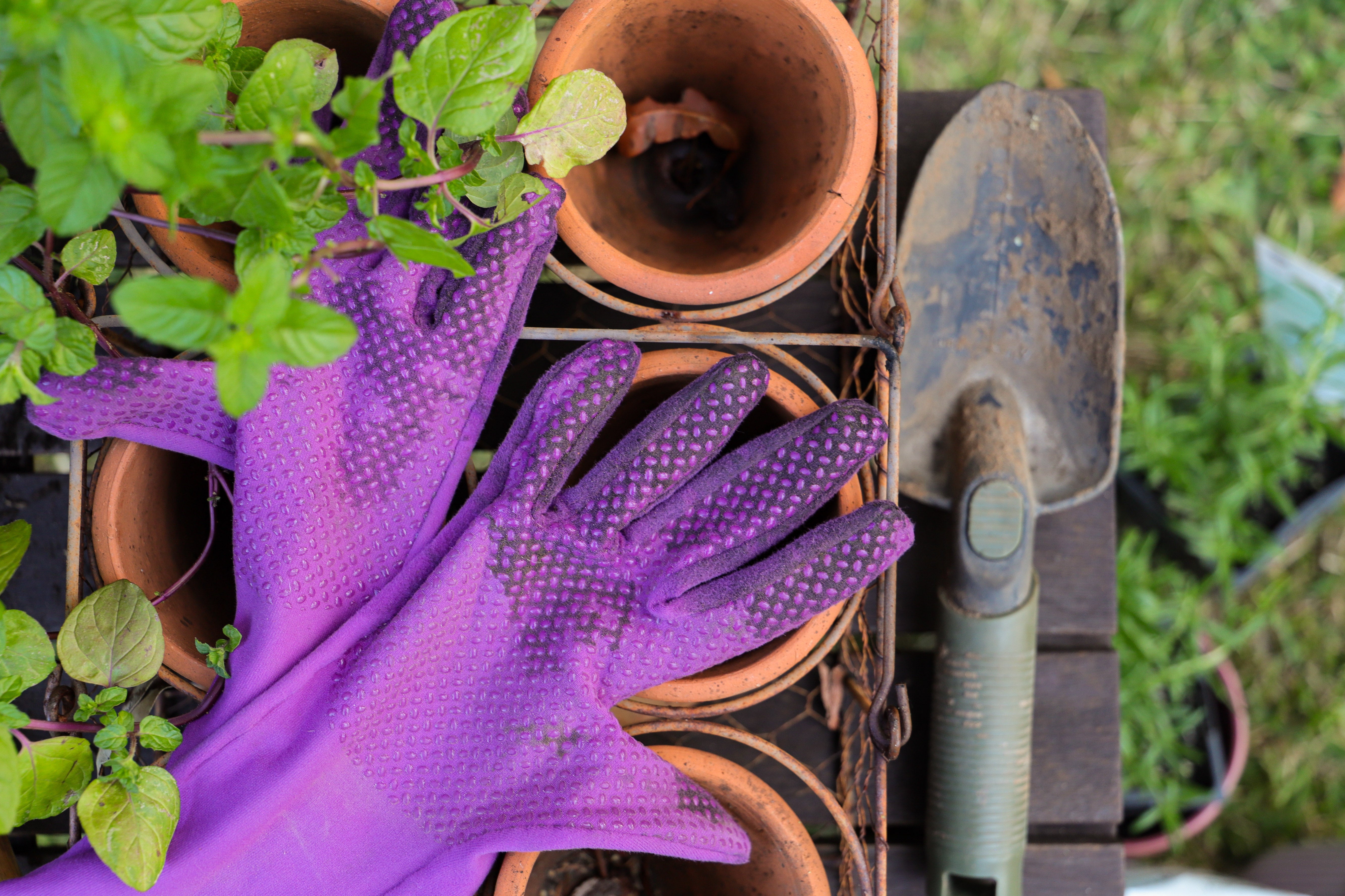 Foxgloves Direct Australia Elevating Your Gardening Experience