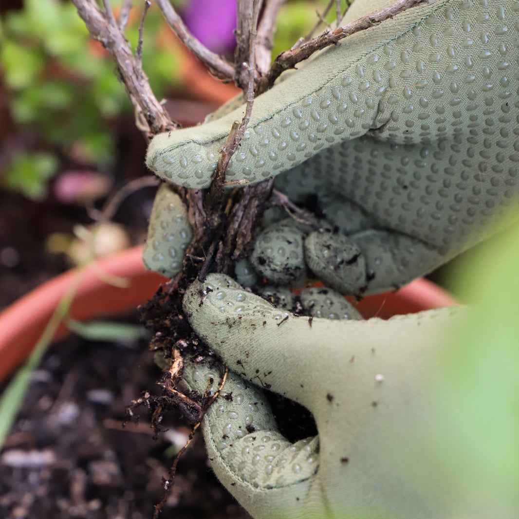 Foxgloves - Gardening Gloves Collection – Foxgloves Direct Australia